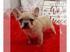 French Bulldog PUPPY FOR SALE ADN-771635 - Carly Financing Available