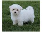 Maltese PUPPY FOR SALE ADN-771611 - Adrian