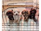 Havanese PUPPY FOR SALE ADN-771603 - Havanese Puppies