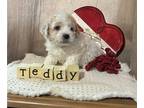 Cavachon PUPPY FOR SALE ADN-771598 - Miniature Cavapoochon Puppy Male