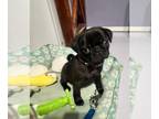 Pug PUPPY FOR SALE ADN-771590 - Pug puppy for sale