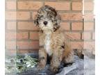 Maltipoo PUPPY FOR SALE ADN-771568 - Maltipoo For Sale Millersburg OH