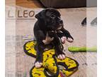 Boxer PUPPY FOR SALE ADN-771562 - Leo ckc flashy black