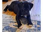 Boxer PUPPY FOR SALE ADN-771561 - Luke ckc flashy black