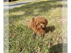 Poodle (Toy) PUPPY FOR SALE ADN-771558 - Tiny AKC Teacup Toy Poodle