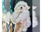 Maltese PUPPY FOR SALE ADN-771555 - Rare Korean AKC Teacup Maltese