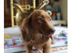 Dachshund PUPPY FOR SALE ADN-771545 - sweet kiss