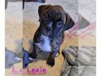 Boxer PUPPY FOR SALE ADN-771538 - Ckc bindle boxer girl 1200