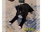 Boxer PUPPY FOR SALE ADN-771535 - Ckc flashy black boxer girl 1200