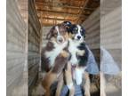 Miniature Australian Shepherd PUPPY FOR SALE ADN-771531 - Sables Puppies