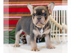 French Bulldog PUPPY FOR SALE ADN-771526 - French Bulldog