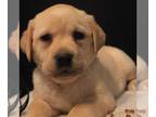 Labrador Retriever PUPPY FOR SALE ADN-771521 - AKC Labrador Retriever
