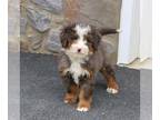 Bernedoodle PUPPY FOR SALE ADN-771515 - F2 Mini Bernedoodle