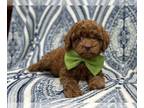 Cavapoo PUPPY FOR SALE ADN-771514 - Tim