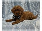 Cavapoo PUPPY FOR SALE ADN-771512 - Spud