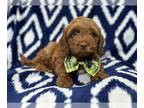 Cavapoo PUPPY FOR SALE ADN-771510 - Courage