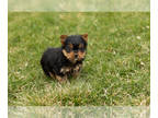 Yorkshire Terrier PUPPY FOR SALE ADN-771508 - AKC Yorkie male puppy in Indiana