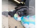 Labrador Retriever PUPPY FOR SALE ADN-771505 - AKC Black labrador