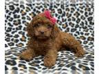 Cavapoo PUPPY FOR SALE ADN-771504 - Hope