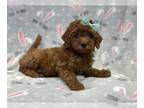 Cavapoo PUPPY FOR SALE ADN-771492 - Joy