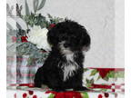 YorkiePoo PUPPY FOR SALE ADN-771490 - F1 Yorkipoo