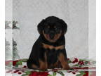 Rottweiler PUPPY FOR SALE ADN-771480 - AKC Rottweiler