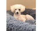 Adopt Peter a Poodle