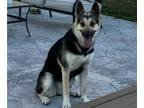 Alaskan Malamute-German Shepherd Dog Mix PUPPY FOR SALE ADN-771476 - German
