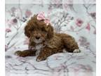 Poodle (Toy) PUPPY FOR SALE ADN-771475 - Daisy