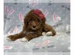 Poodle (Toy) PUPPY FOR SALE ADN-771474 - Flower