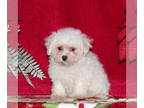 Maltichon PUPPY FOR SALE ADN-771472 - F1 Maltichon