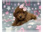 Poodle (Toy) PUPPY FOR SALE ADN-771471 - Daffodil