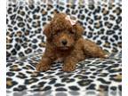 Poodle (Toy) PUPPY FOR SALE ADN-771469 - Tulip