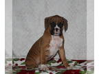 Boxer PUPPY FOR SALE ADN-771466 - ACA Boxer