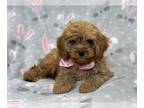 Cavapoo PUPPY FOR SALE ADN-771461 - Scout