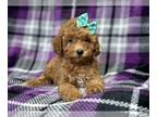 Poodle (Toy) PUPPY FOR SALE ADN-771456 - Iris