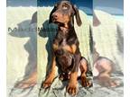 Doberman Pinscher PUPPY FOR SALE ADN-771444 - Maddox Red Male Doberman Puppy