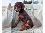 Doberman Pinscher PUPPY FOR SALE ADN-771443 - VALENTINES SPECIAL Chase Red Male