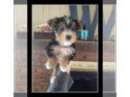 Yorkshire Terrier PUPPY FOR SALE ADN-771441 - January Litter