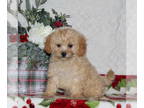 Bichpoo PUPPY FOR SALE ADN-771430 - f1 Bichpoo