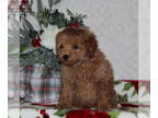 Bichpoo PUPPY FOR SALE ADN-771427 - f1 Bichpoo