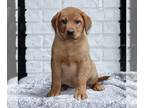 Labrador Retriever PUPPY FOR SALE ADN-771426 - AKC Fox Red Labrador