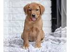 Labrador Retriever PUPPY FOR SALE ADN-771424 - AKC Fox Red Labrador