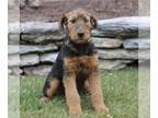 Airedale Terrier PUPPY FOR SALE ADN-771423 - AKC Airedale Terrier