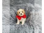 Cavapoo PUPPY FOR SALE ADN-771414 - Cavapoo male