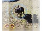 French Bulldog PUPPY FOR SALE ADN-771408 - Rocket AKC FRENCH BULLDOG BLACK AND