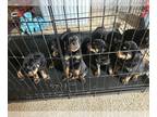 Rottweiler PUPPY FOR SALE ADN-771380 - Rottweiler Puppies