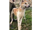 Adopt Cody a Canaan Dog, Labrador Retriever