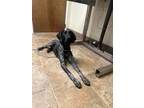 Adopt Axel a German Shorthaired Pointer