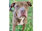 Adopt Brownie a Pit Bull Terrier